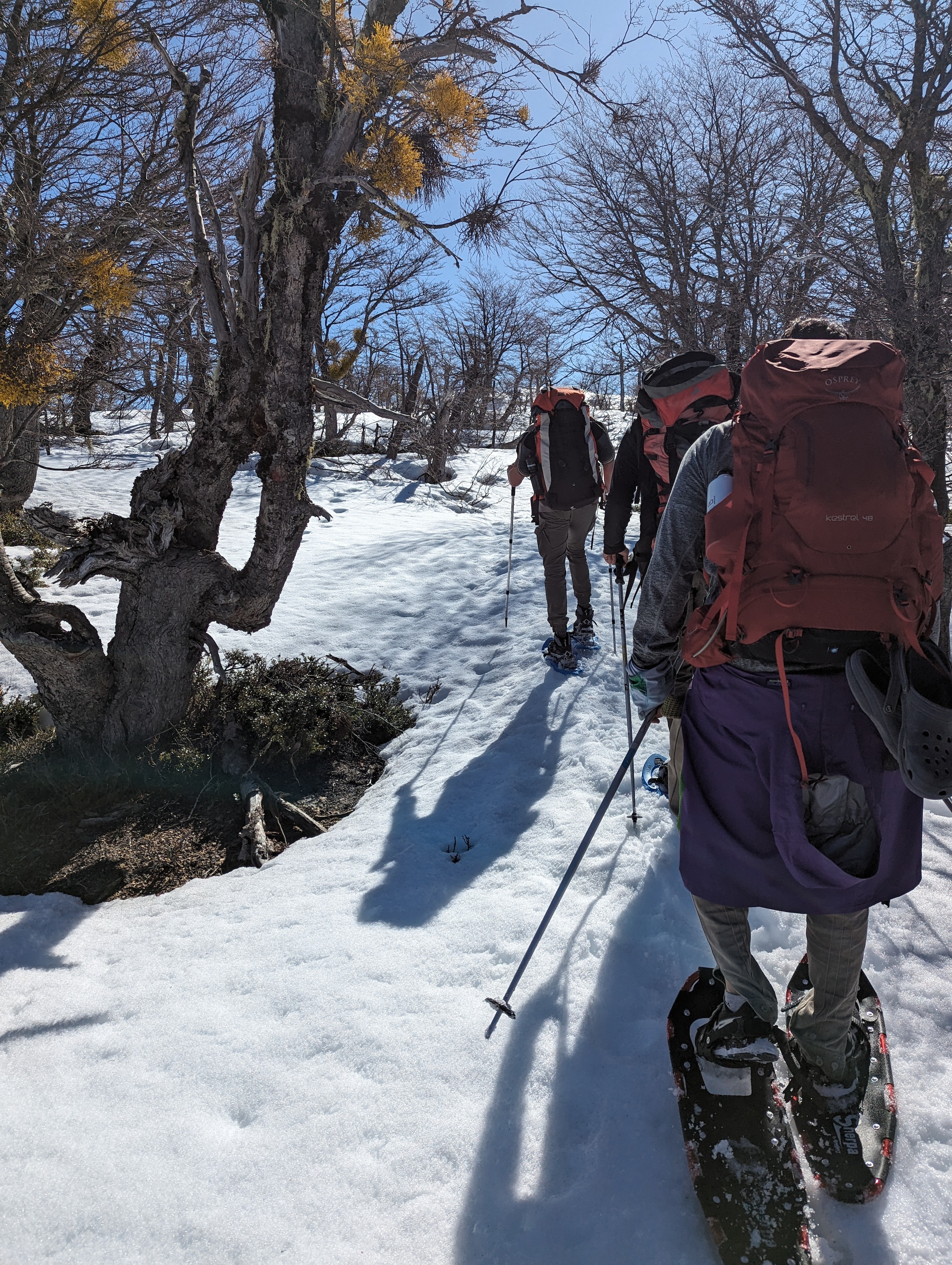 Caminata con raquetas de nieve en el bosque nevado
